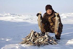 Воткинские рыбаки наудили на зимнюю удочку 25 килограммов рыбы