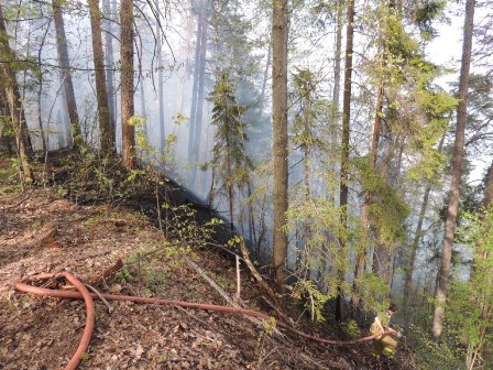 Природный пожар потушили в Якшур-Бодьинском районе