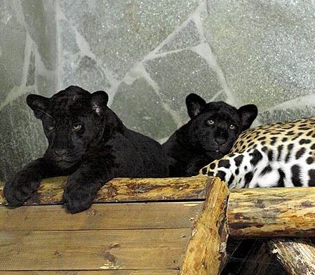 Ягуар переедет в ижевский зоопарк из Санкт-Петербурга
