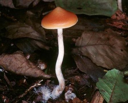 Торговцы наркотическими грибами впервые осуждены в Ижевске