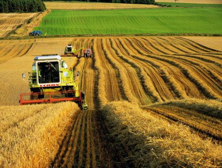 Массовая уборка зерновых культур началась в Воткинском районе