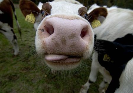 Пять районов Удмуртии остаются «чистыми» от лейкоза коров