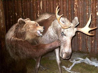 Кабаны, лоси и медведи расплодились в лесах Удмуртии