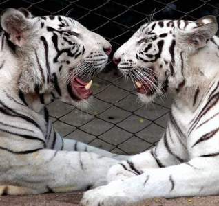В ижевском зоопарке появились бенгальские белые тигры