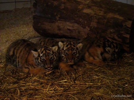Рожденные в зоопарке Удмуртии тигрята получили имена