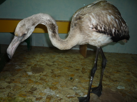 Залетного фламинго нашли осужденные колонии в Удмуртии 