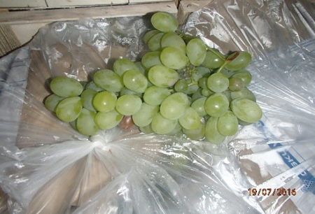 В Ижевске уничтожили 210 кг итальянского винограда