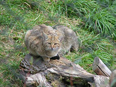 Три лесных котенка родились в зоопарке Удмуртии