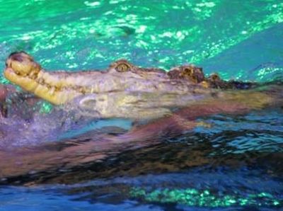 Мертвого крокодила нашли в Краснодарской реке