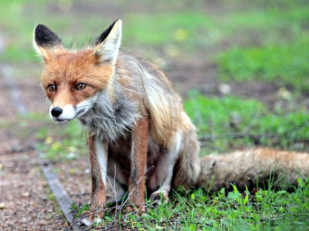 Бешеные лисы подрались с собаками в Юкаменском и Киясовском районах 