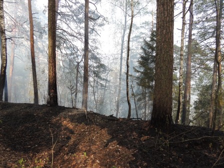 Природный пожар потушили в Сарпульском районе