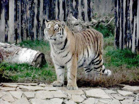 Тигр из ижевского зоопарка поселится в Белоруссии 