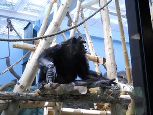 Павильон «Страна обезьян» в зоопарке Удмуртии заполнится к осени