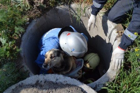  Собаку, упавшую в колодец, спасли сегодня в Ижевске 