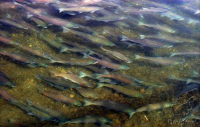 Нитриты стали причиной массового мора рыбы в реках Вавожского района