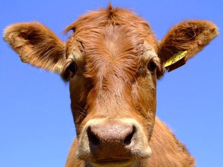 Ветеринарный врач выдавала фиктивные справки об осмотре скота перед убоем в Удмуртии