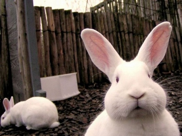 За кражу кролика жителю Удмуртии грозит до 5 лет тюрьмы