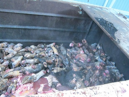 В Ижевске на складе обнаружили 16 тонн животных останков