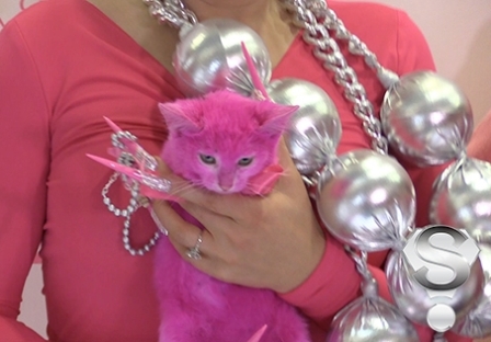 Котенок, перекрашенный Леной Лениной в розовый цвет, погиб от интоксикации