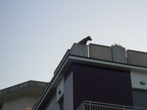Съемки очевидцев: собака забралась на крышу ижевского магазина
