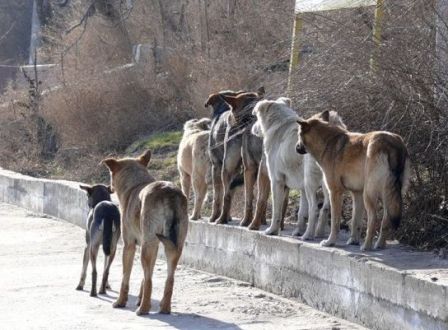 Бродячие собаки угрожают жителям Воткинска