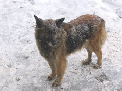 Ветеринары бьют тревогу: Ижевск заполонили стаи бродячих собак