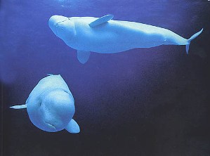 В Ижевске появится три белых кита
