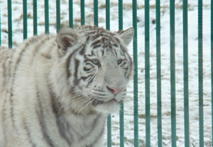 В ижевском зоопарке появятся новые снежные обитатели