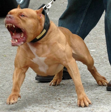 Бойцовская собака в Перми напала на ребенка, откусив часть лица