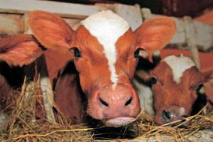 Бешеный хорек забежал на удмуртскую ферму: 320 коров вакцинированы