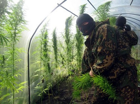 Почти килограмм марихуаны вырастил житель Ижевска в своей теплице