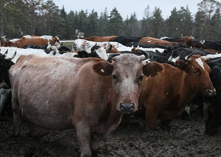 Хитрый башкир приехал в Удмуртию и на 10 коров обманул местную ферму