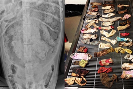 Американские ветеринары достали из желудка собаки 43 с половиной носка