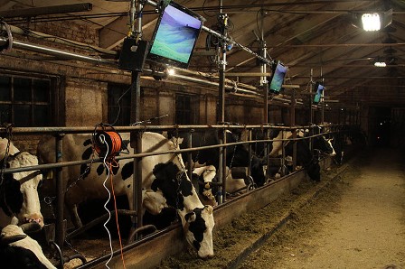 Акушерско-гинекологическую диспансеризацию коров проведут в Селтинском районе