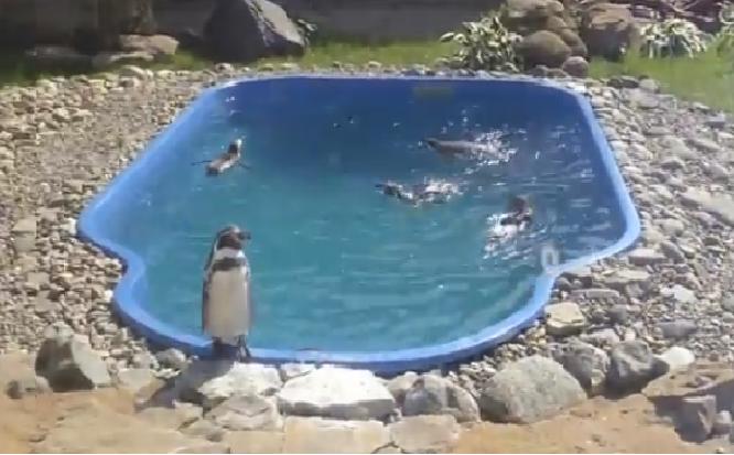 Пингвины Гумбольта поселились в зоопарке Ижевска