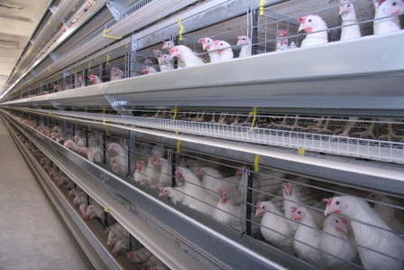 Курицы-несушки погибли от теплового удара на Сарапульской птицефабрике 