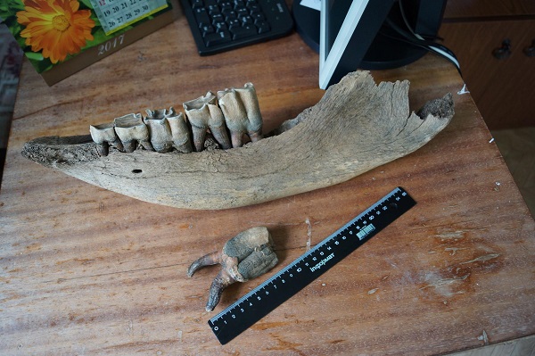 Челюсть древнего животного нашли в Игринском районе Удмуртии