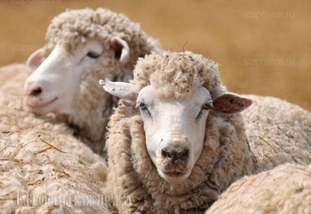 Больных бруцеллезом овец нашли в других районах Удмуртии