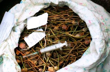 Более 1,5 кило маковой соломки изъяли в Удмуртии за сутки