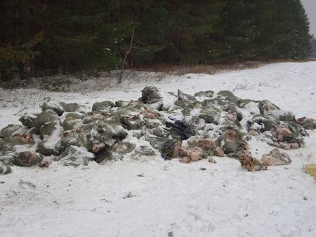 6 тонн  свиных трупов обнаружено в Граховском районе