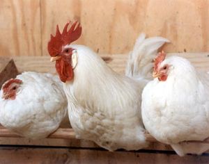 Опасный куриный клещ найден на «Ижевской птицефабрике»