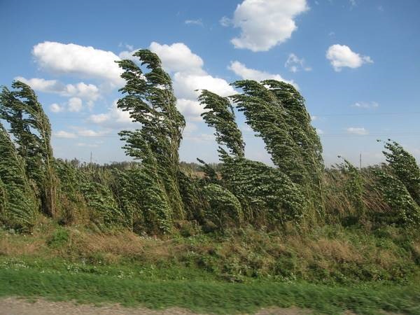 Жителей Удмуртии предупреждают об усилении ветра