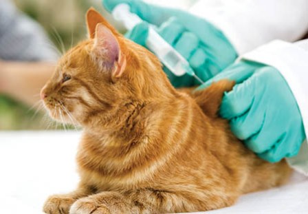 Выездную бесплатную вакцинацию домашних животных проведут в Ижевске