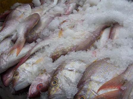 171 килограмм замороженной рыбы сняли с продажи в Удмуртии 