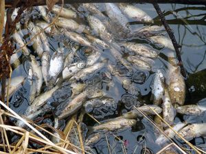 Дно речки в Вавоже покрылось трупами рыб
