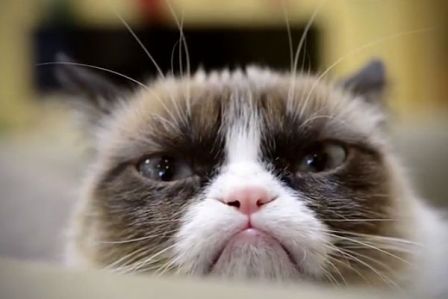 Хозяйка Сердитого котика опровергла информацию о миллионных заработках питомца