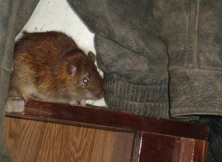 Крысы вытесняют людей из квартир в Воткинске