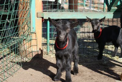 Два камерунских козленка появились в зоопарке Удмуртии