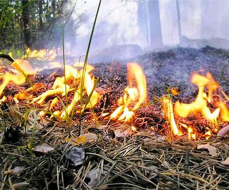 Пожарные потушили лесной пожар в Як-Бодьинском районе