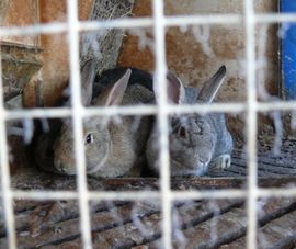 Свиньи и кролики угрожают здоровью осужденных в Удмуртии